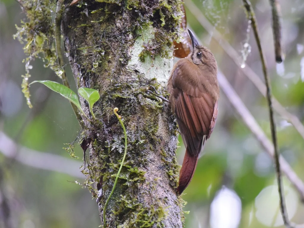 纯褐䴕雀（Dendrocincla fuliginosa）