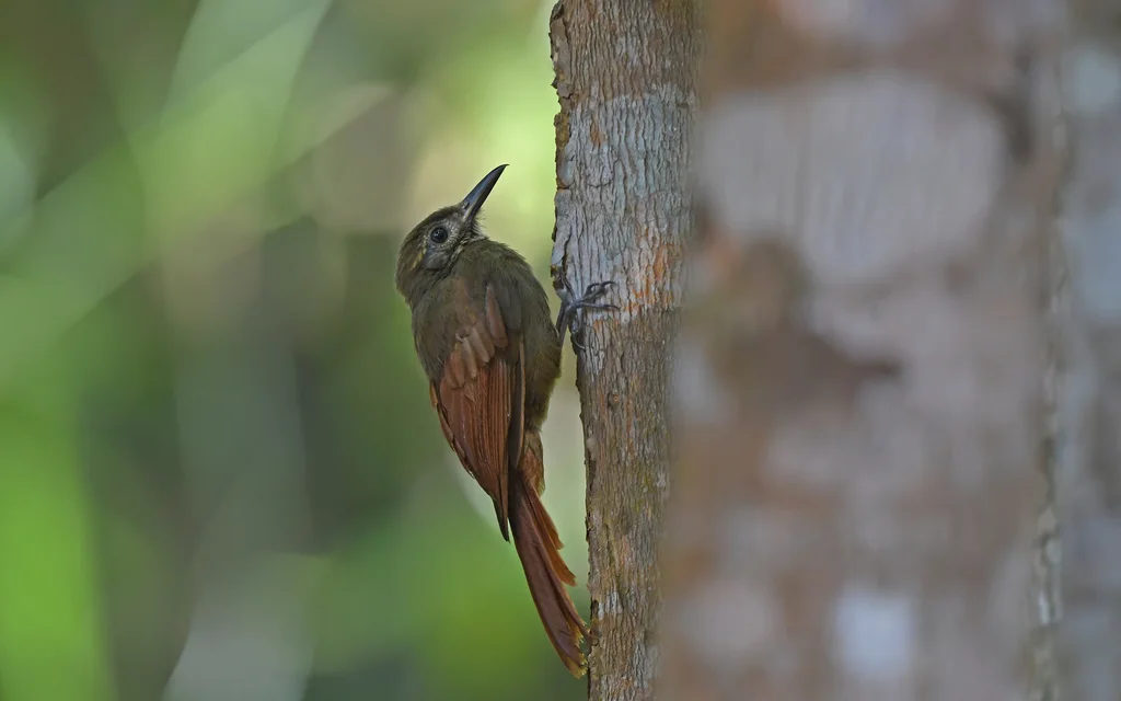 纯褐䴕雀（Dendrocincla fuliginosa）
