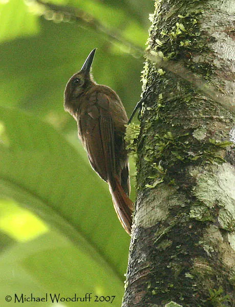 纯褐䴕雀（Dendrocincla fuliginosa）