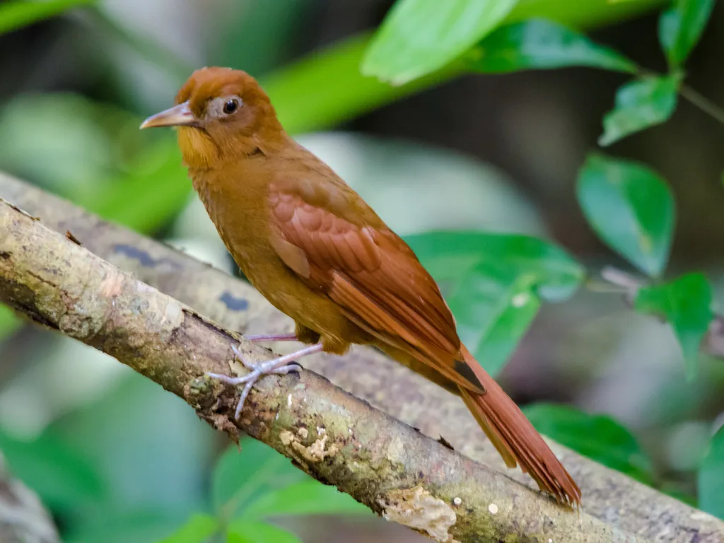 黄䴕雀(Dendrocincla homochroa)