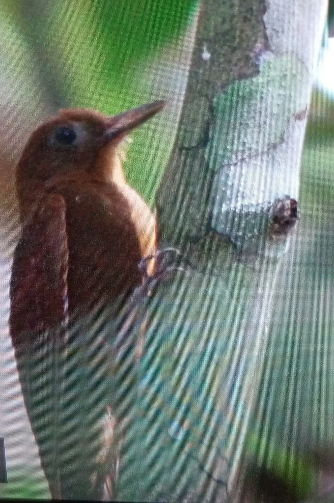 黄䴕雀(Dendrocincla homochroa)