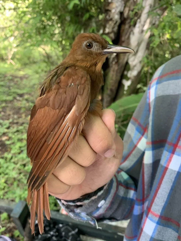 黄䴕雀(Dendrocincla homochroa)