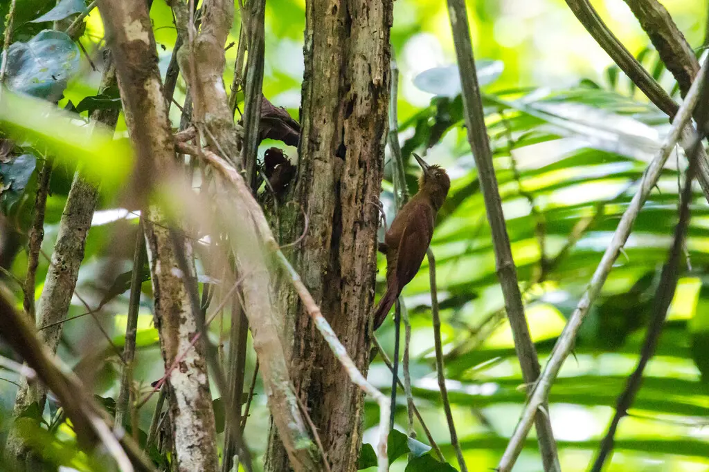 黄䴕雀(Dendrocincla homochroa)