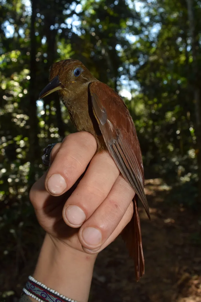 白颏䴕雀(Dendrocincla merula)