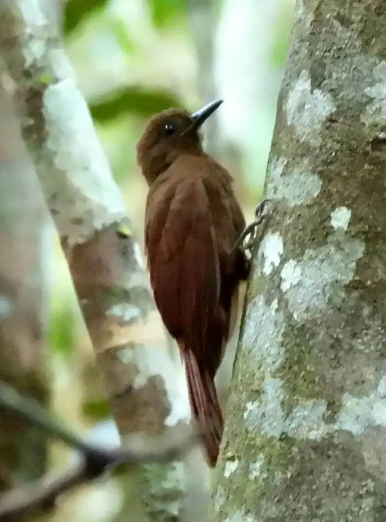 白颏䴕雀(Dendrocincla merula)