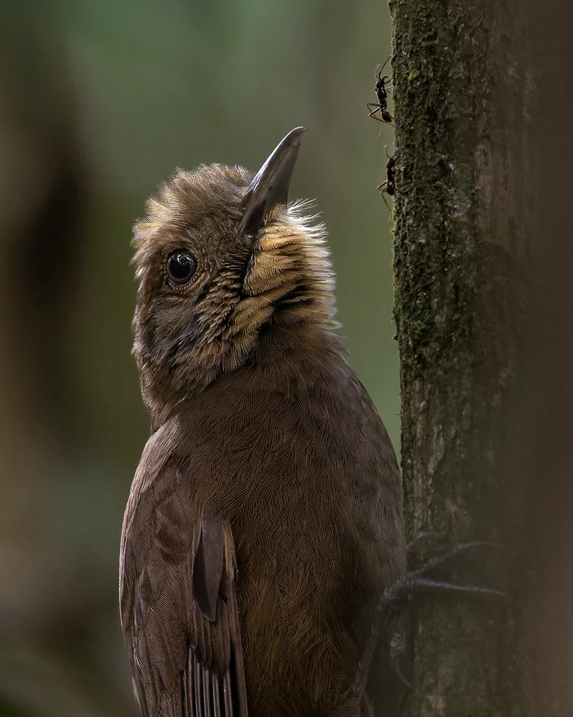 鸫䴕雀(Dendrocincla turdina)