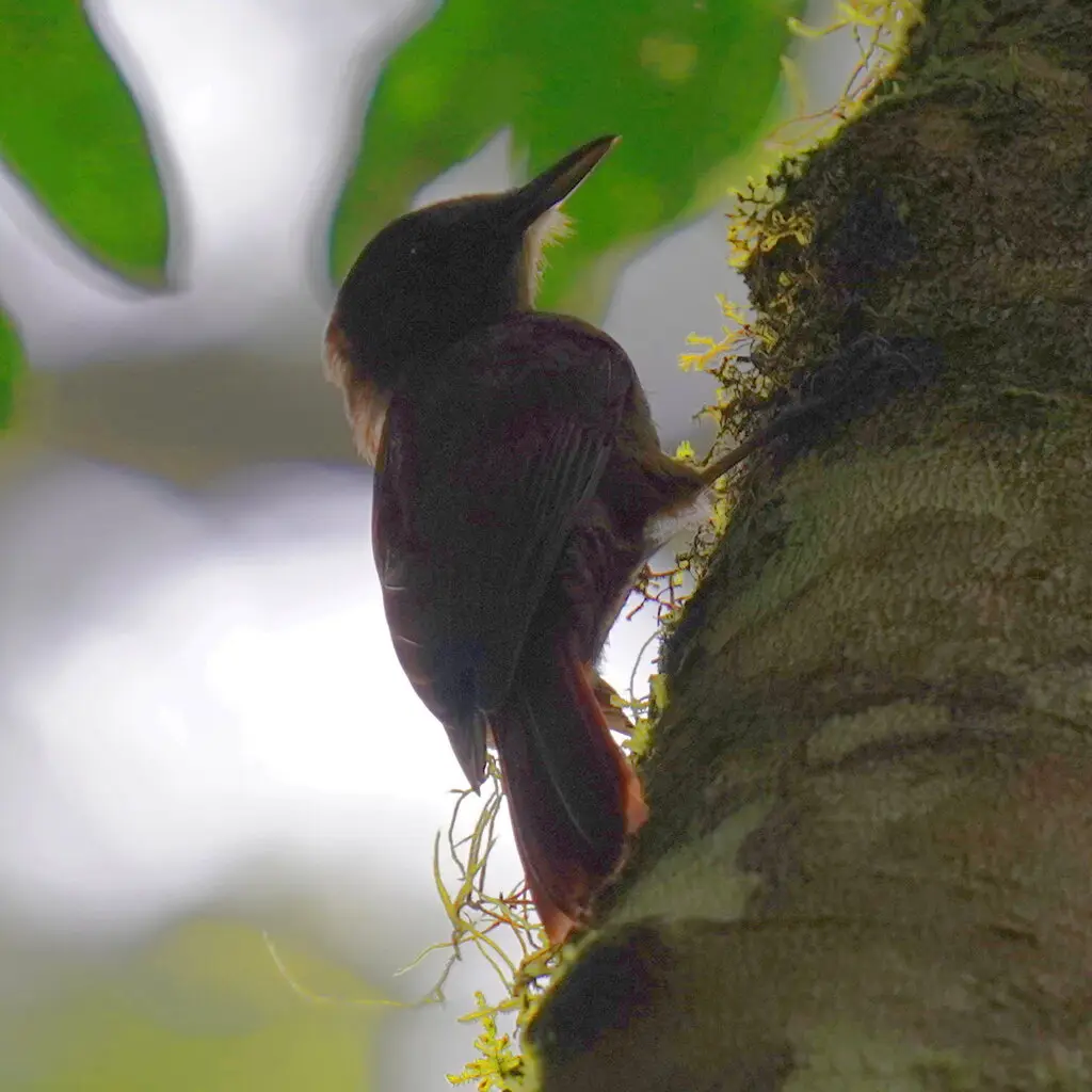 鸫䴕雀(Dendrocincla turdina)