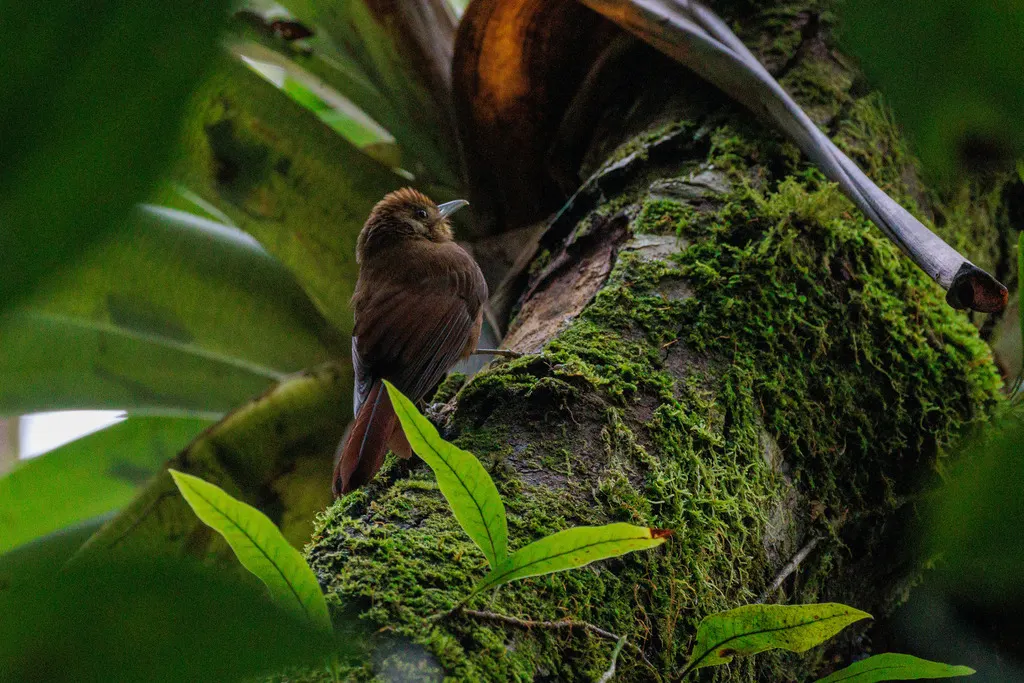 鸫䴕雀(Dendrocincla turdina)