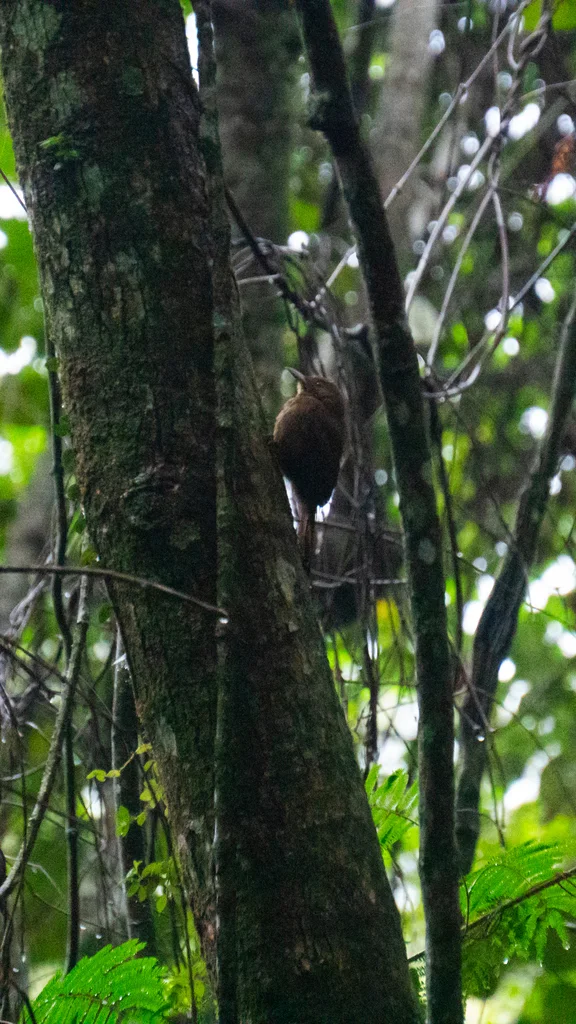 鸫䴕雀(Dendrocincla turdina)