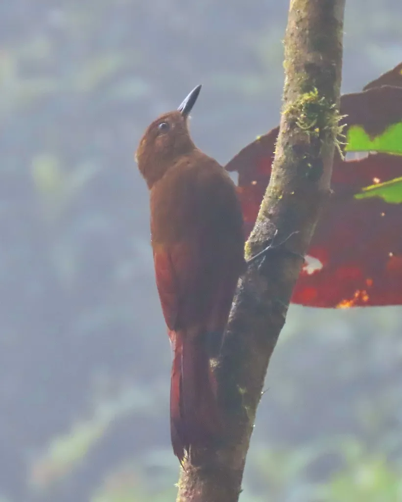 霸䴕雀(Dendrocincla tyrannina)