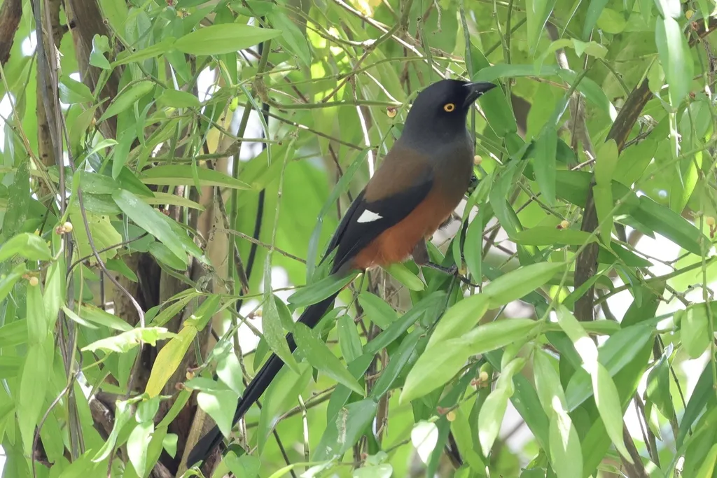 安达曼树鹊(Dendrocitta bayleii)
