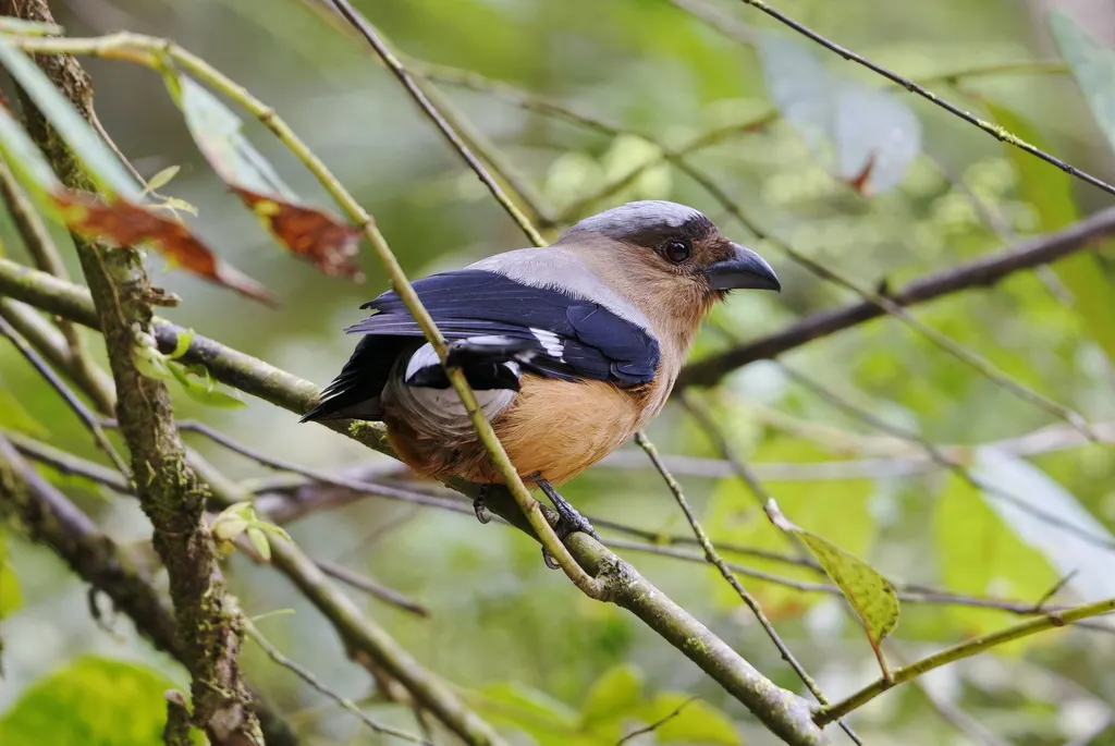 加里曼丹树鹊（Dendrocitta cinerascens）