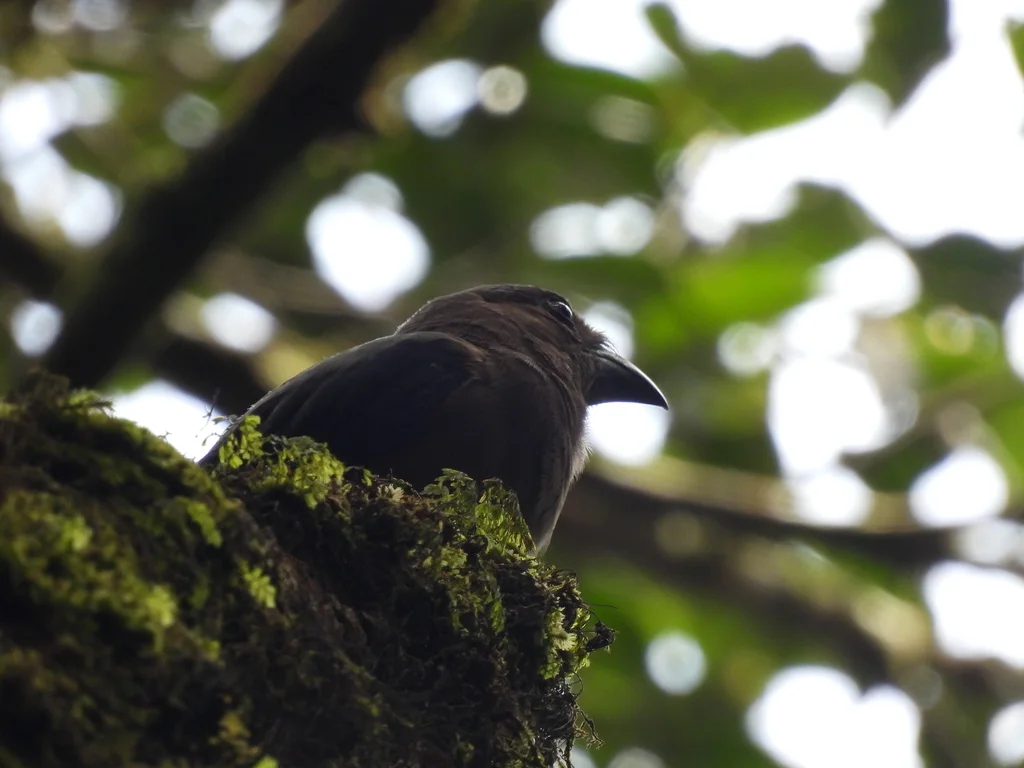 加里曼丹树鹊（Dendrocitta cinerascens）
