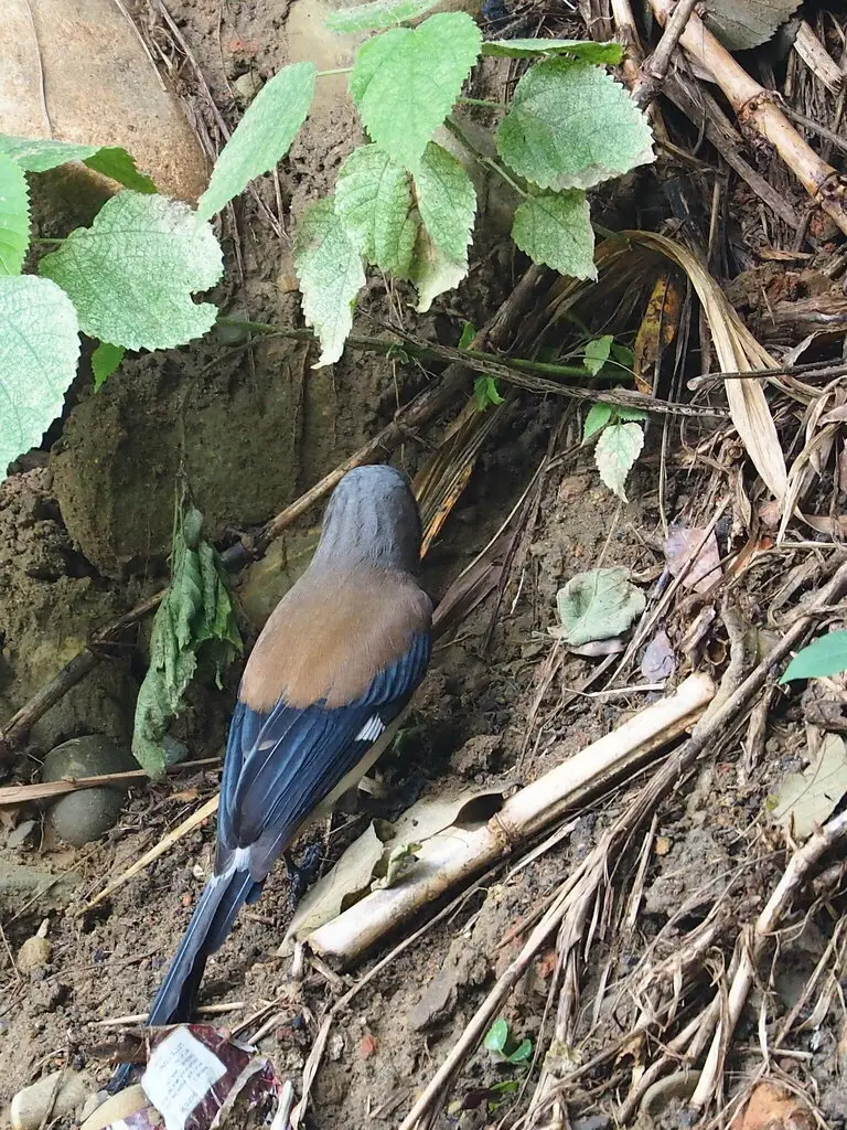 灰树鹊(Dendrocitta formosae)