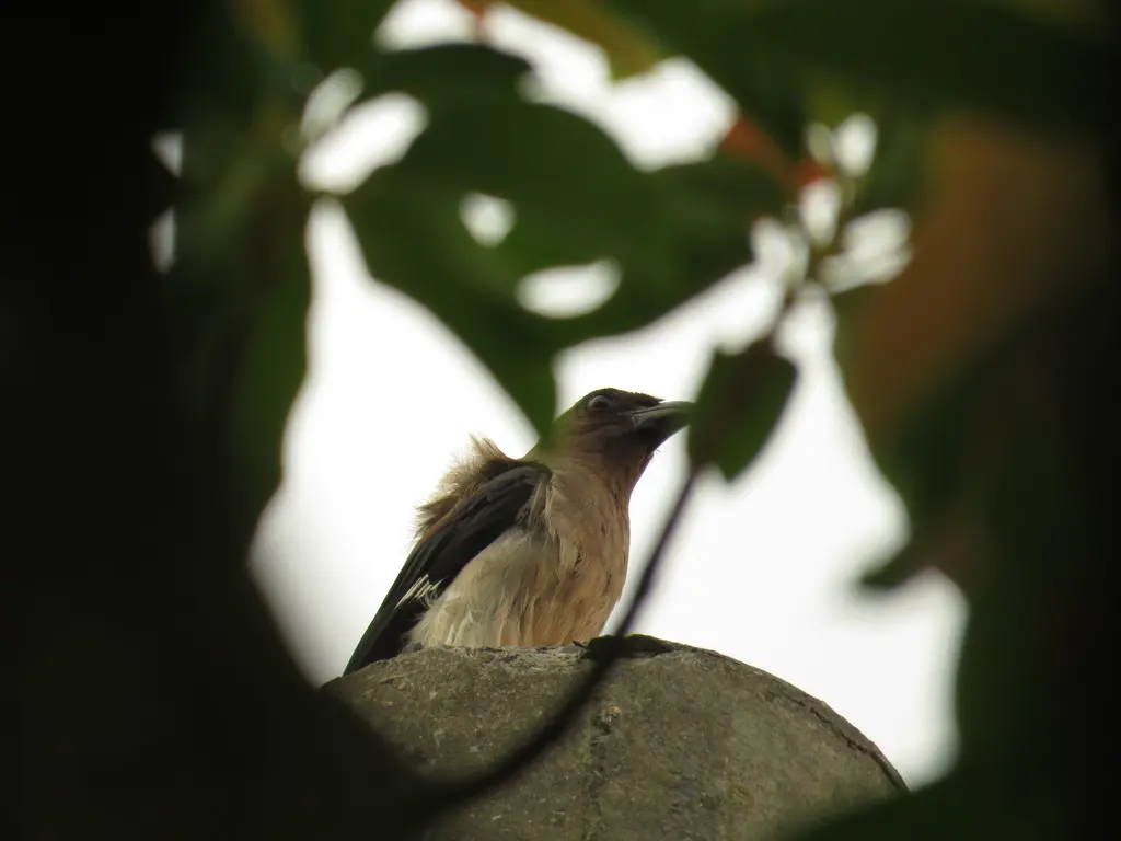 灰树鹊(Dendrocitta formosae)