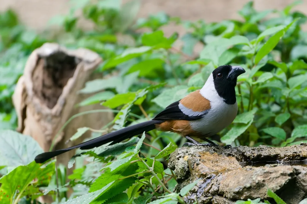 黑额树鹊(Dendrocitta frontalis)