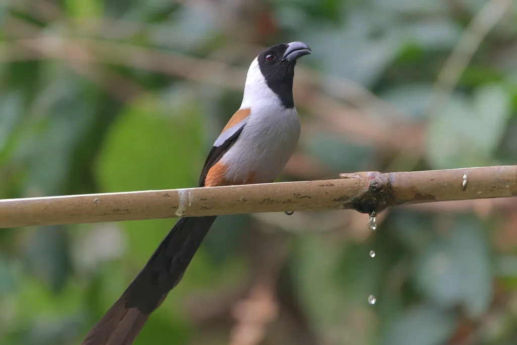 黑额树鹊(Dendrocitta frontalis)