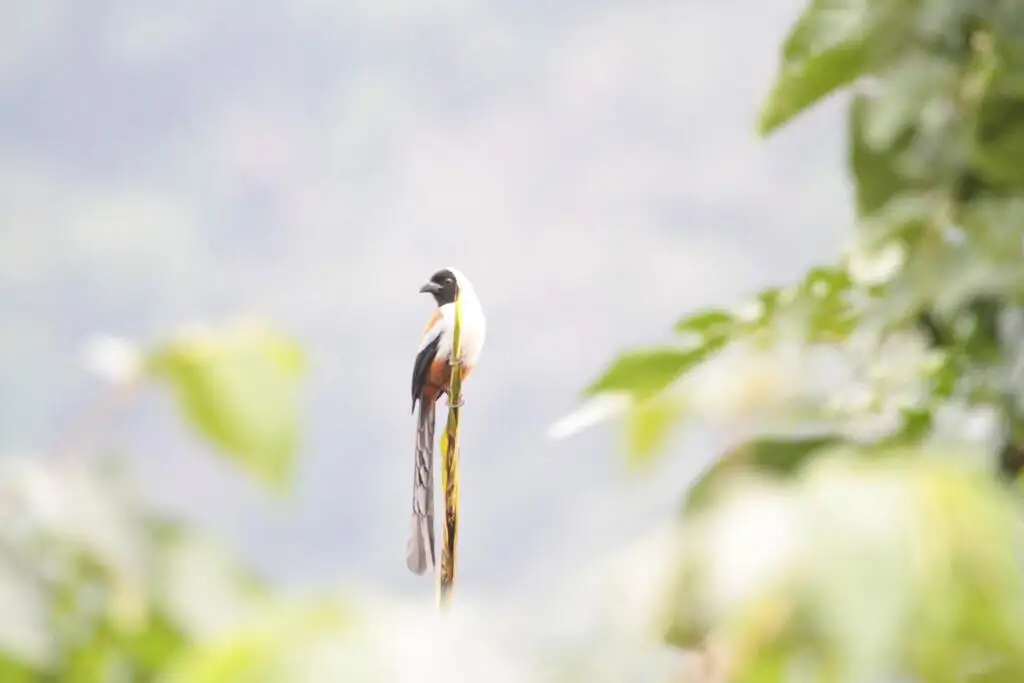 黑额树鹊(Dendrocitta frontalis)