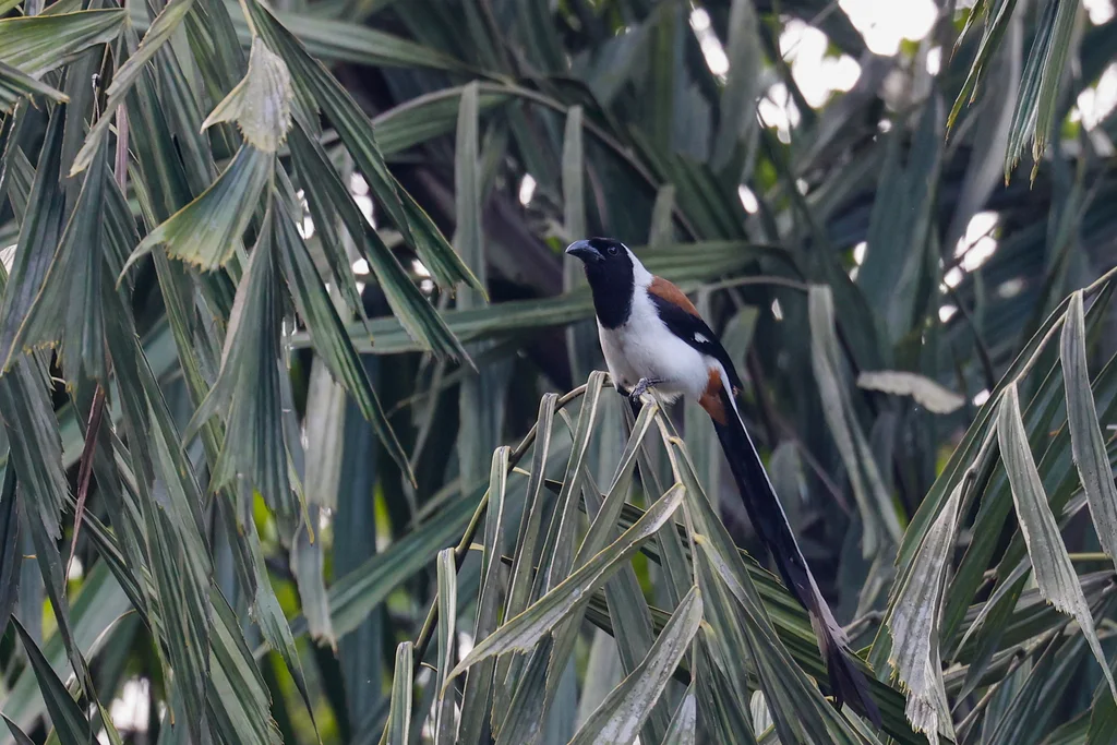 白腹树鹊(Dendrocitta leucogastra)