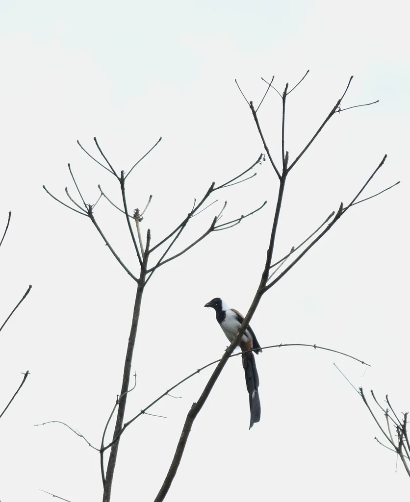 白腹树鹊(Dendrocitta leucogastra)
