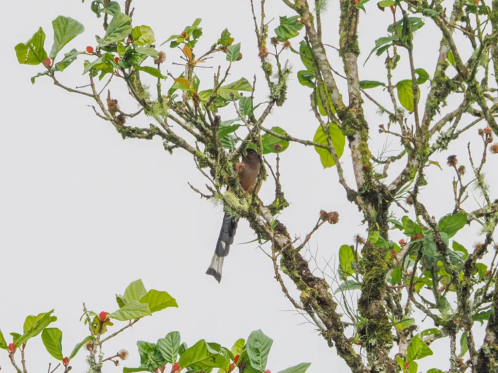 马来树鹊(Dendrocitta occipitalis)