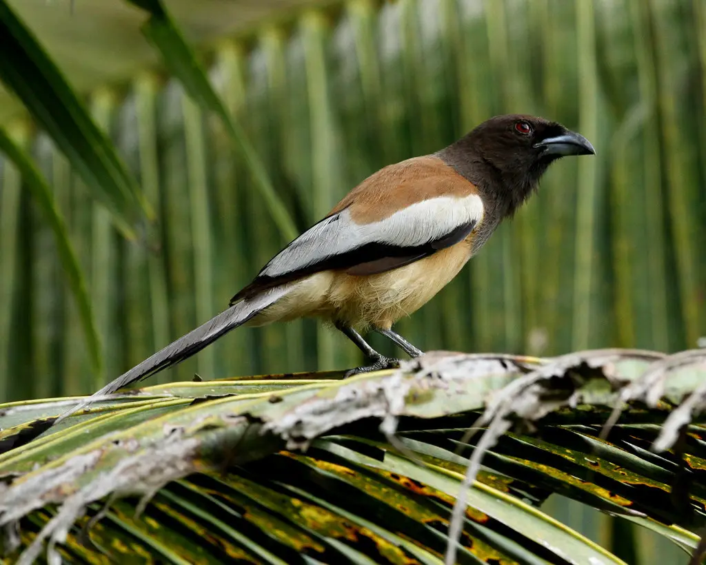 棕腹树鹊(Dendrocitta vagabunda)