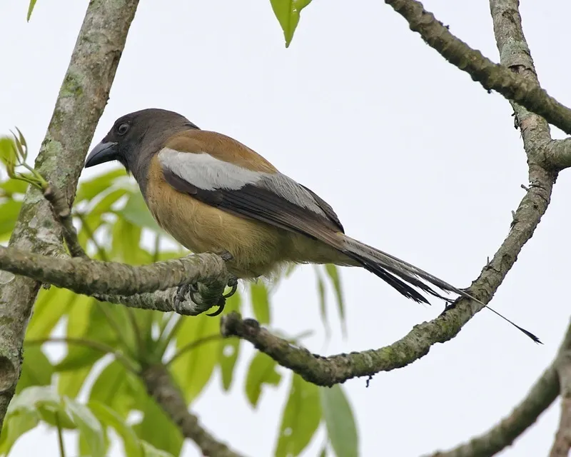 棕腹树鹊(Dendrocitta vagabunda)
