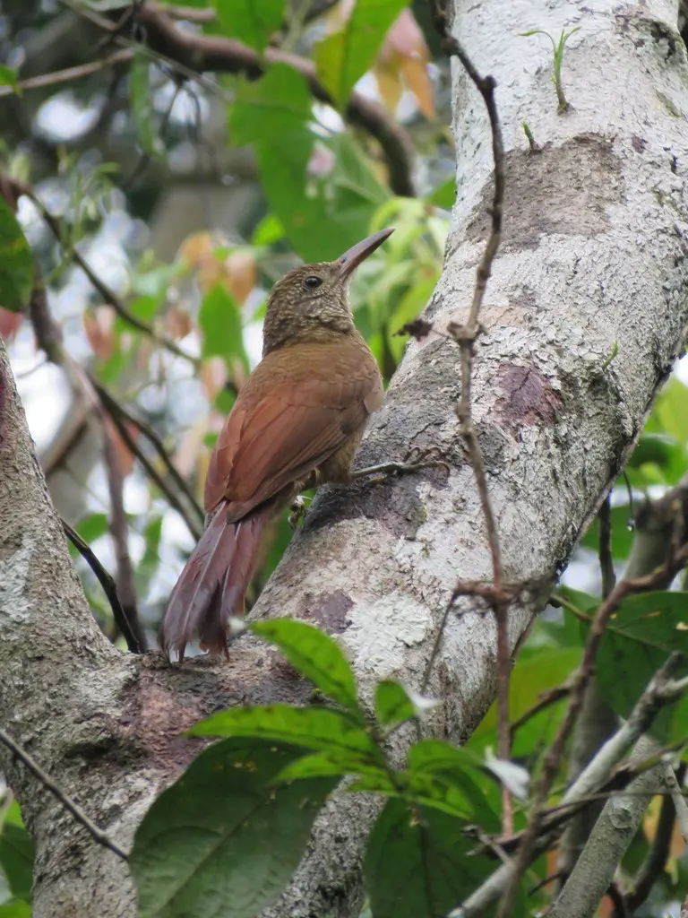斑䴕雀(Dendrocolaptes certhia)