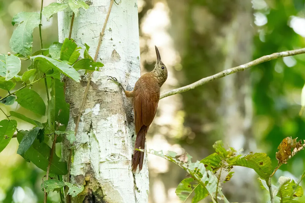 斑䴕雀(Dendrocolaptes certhia)