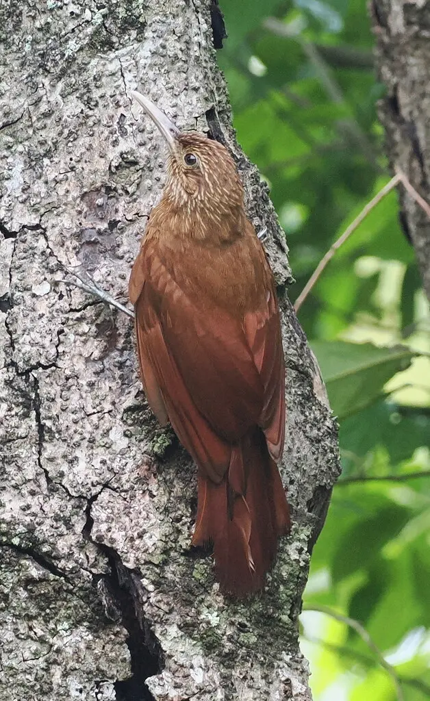 黑斑䴕雀(Dendrocolaptes picumnus)