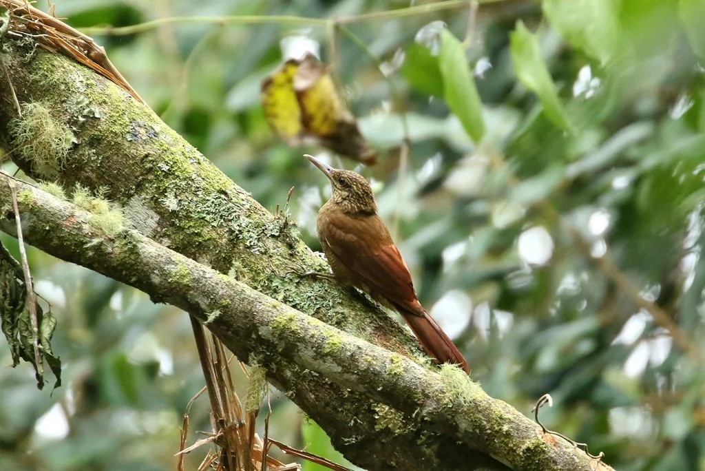 黑斑䴕雀(Dendrocolaptes picumnus)