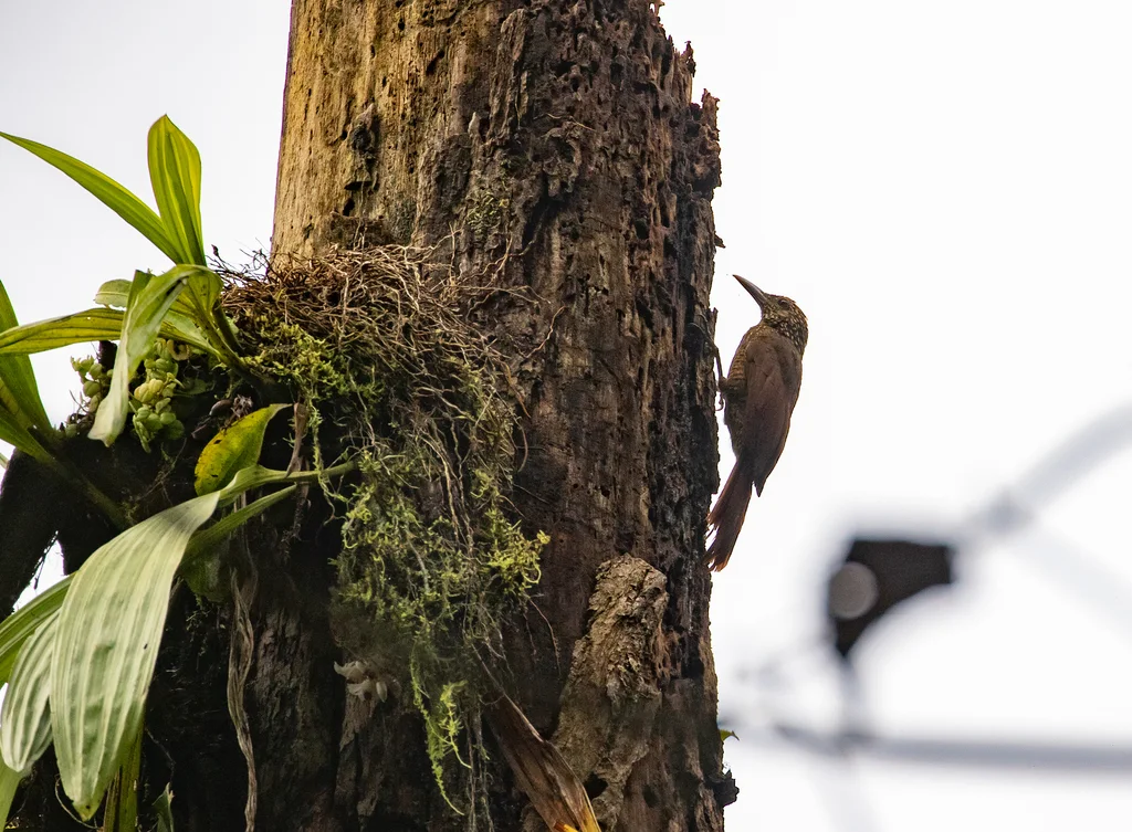 黑斑䴕雀(Dendrocolaptes picumnus)