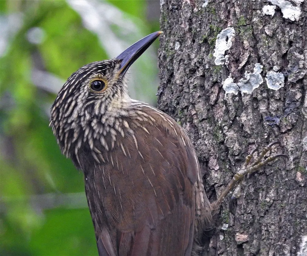南美䴕雀（Dendrocolaptes platyrostris）