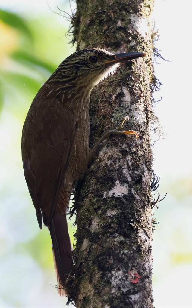 南美䴕雀（Dendrocolaptes platyrostris）