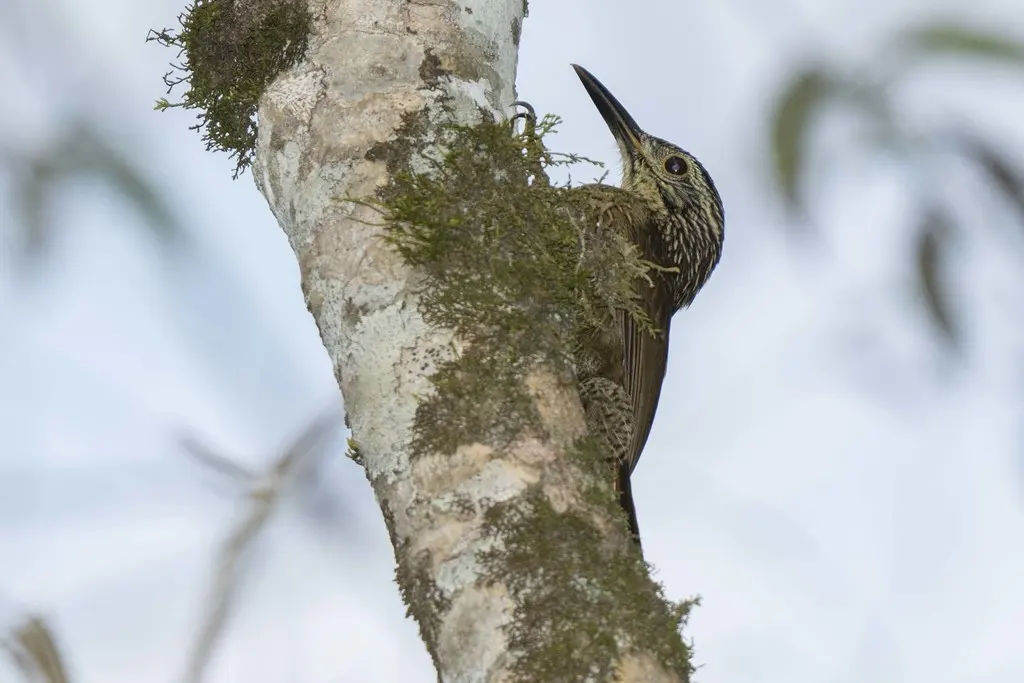 南美䴕雀（Dendrocolaptes platyrostris）