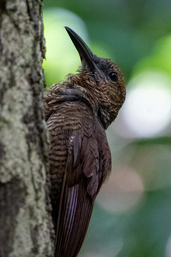 北斑䴕雀（Dendrocolaptes sanctithomae）