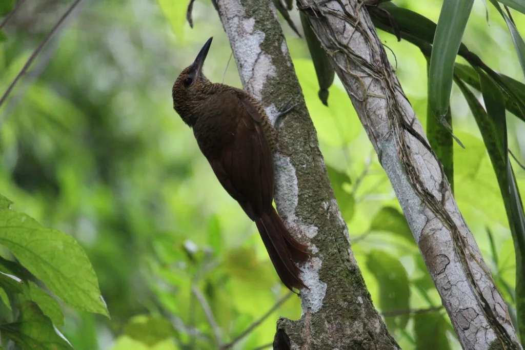 北斑䴕雀（Dendrocolaptes sanctithomae）