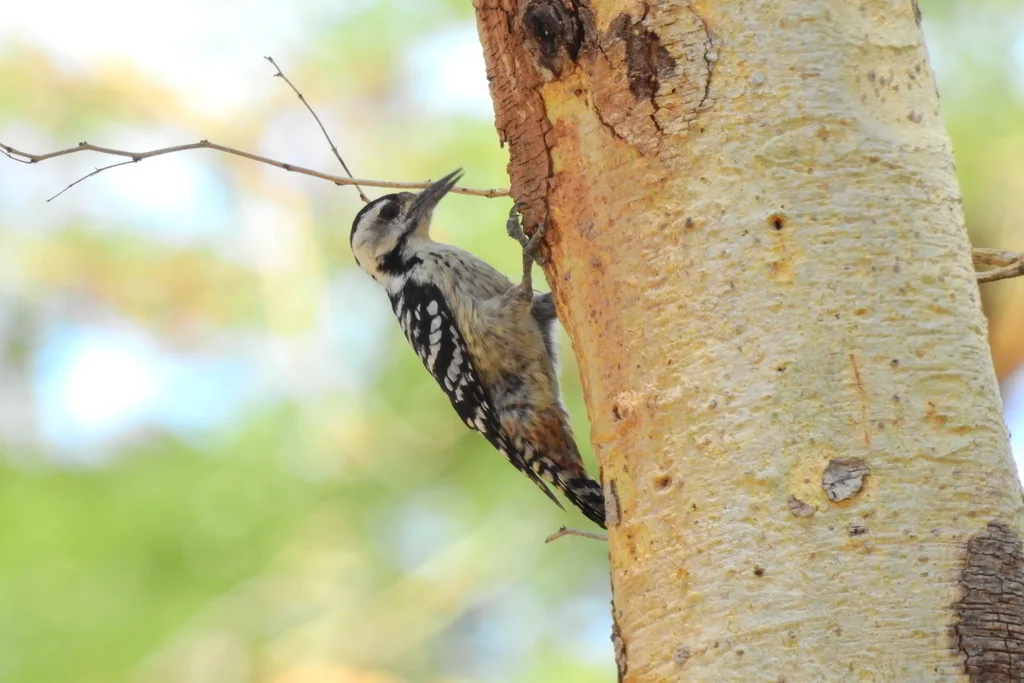 点胸啄木鸟(Dendrocopos analis)
