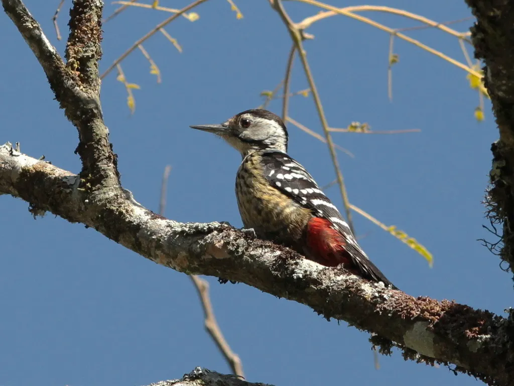 纹胸啄木鸟(Dendrocopos atratus)