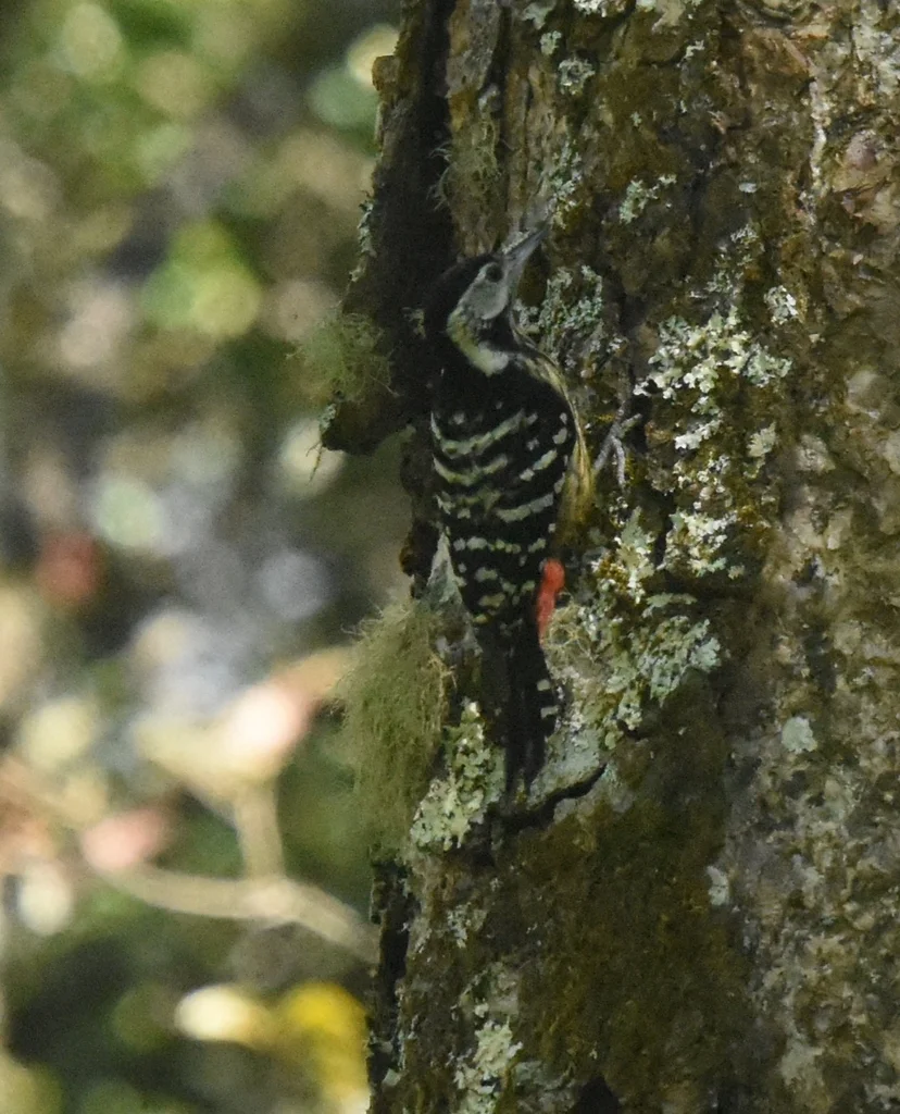纹胸啄木鸟(Dendrocopos atratus)