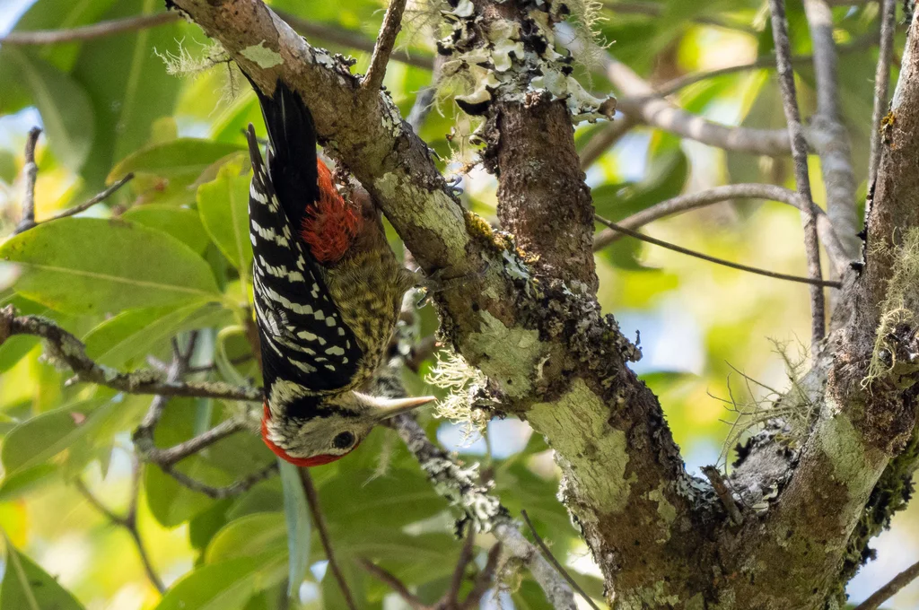 纹胸啄木鸟(Dendrocopos atratus)