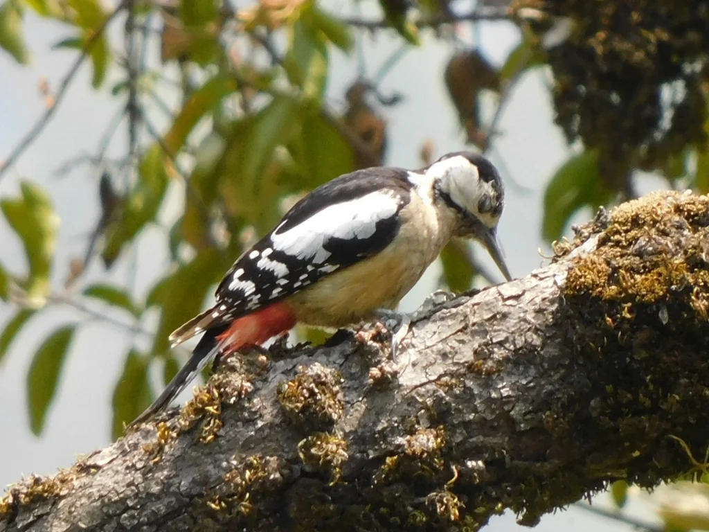 喜山啄木鸟(Dendrocopos himalayensis)