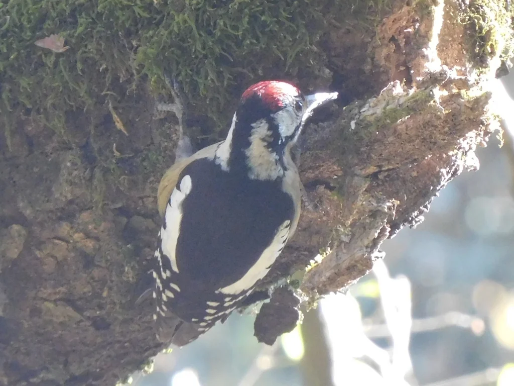 喜山啄木鸟(Dendrocopos himalayensis)