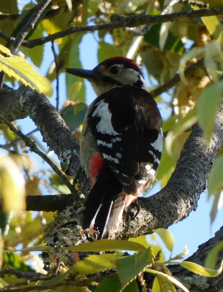 喜山啄木鸟(Dendrocopos himalayensis)