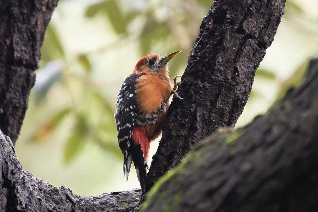棕腹啄木鸟(Dendrocopos hyperythrus)