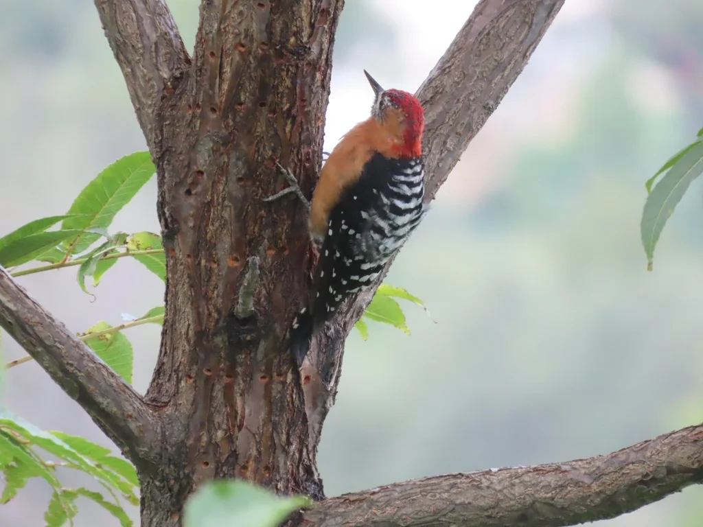 棕腹啄木鸟(Dendrocopos hyperythrus)