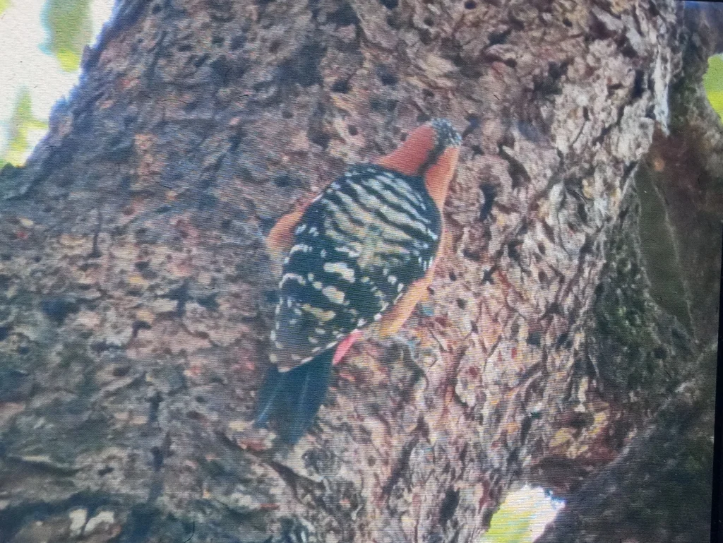 棕腹啄木鸟(Dendrocopos hyperythrus)