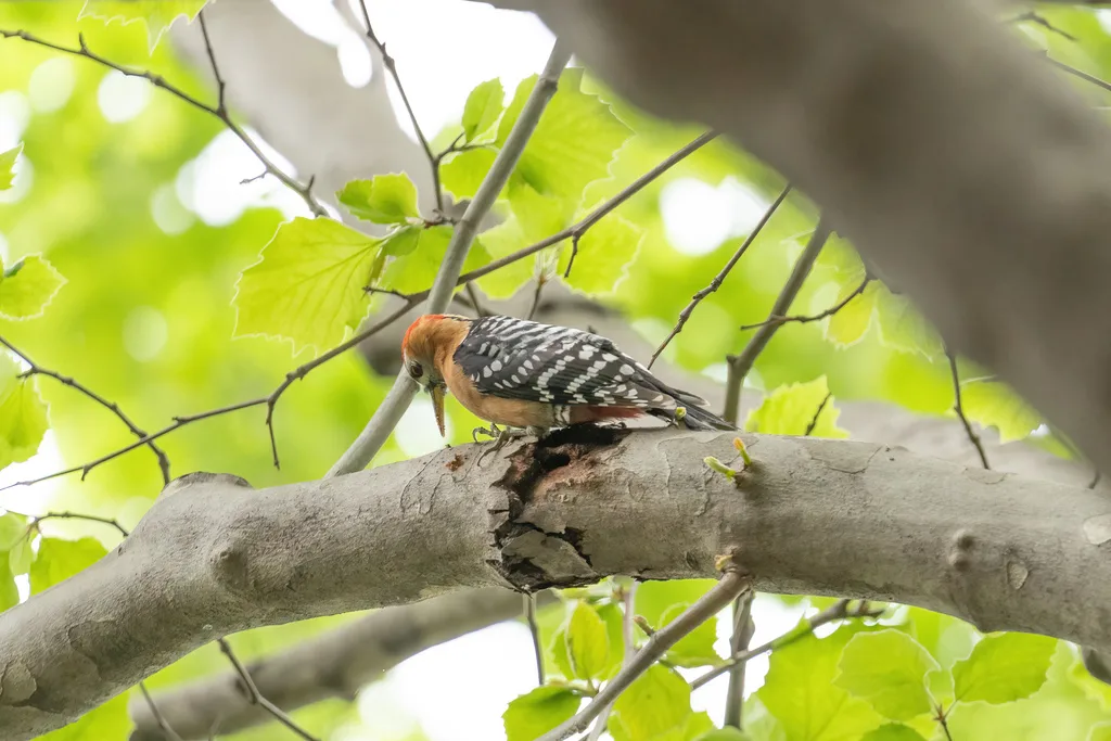 棕腹啄木鸟(Dendrocopos hyperythrus)