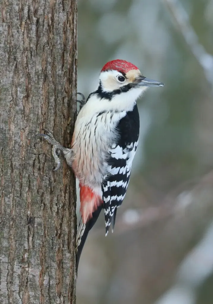 白背啄木鸟(Dendrocopos leucotos)