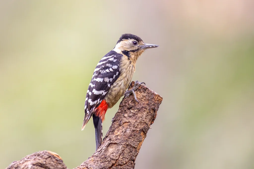 茶胸斑啄木鸟(Dendrocopos macei)